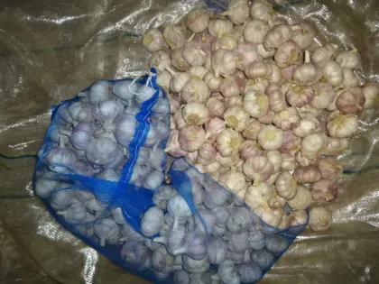 Fresh Garlic Loosing Packing
