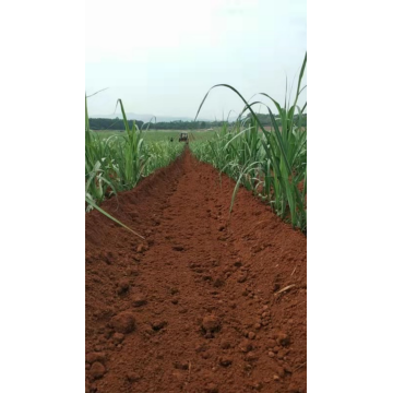 Sugarcane Bodenanbaumaschine landwirtschaftlich