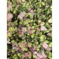 তাজা কাটা ফুল হালকা গোলাপী Lisianthus বিবাহের সজ্জা