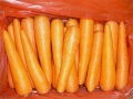 zanahoria fresca de la provincia de shandong
