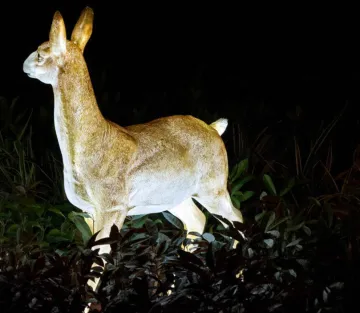 Simulated Female Antelope B Lights