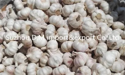China farm fresh garlic