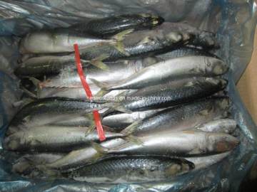 Mackerel Frozen on Board