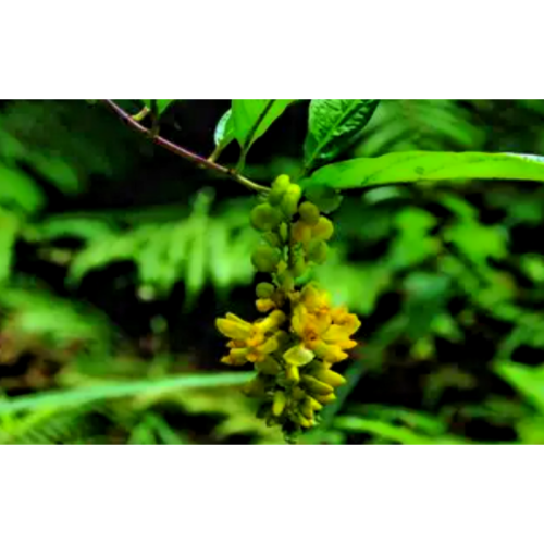 Pure Polygala Fallax Extract for Stress Relief and Relaxation