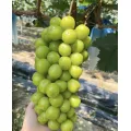 Masarap na Seedless Shine Muscat Grape Fresh