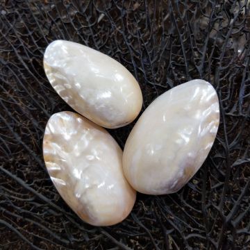 Hot Selling Polished Pearl Shells 8-10CM for Art & Collectible Decor