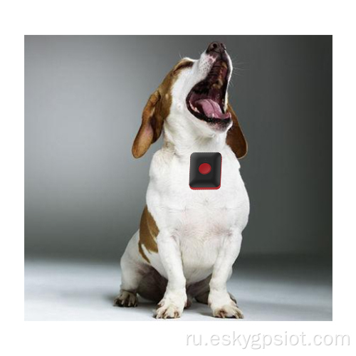 4G маленький беспроводной GPS -трекер для домашних животных