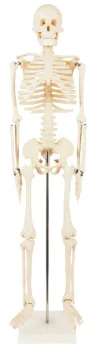 85cm Human Skeleton Model