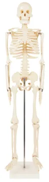 85cm Human Skeleton Model