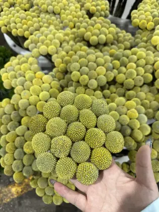 Wholesale Fresh Golden Billy Buttons Cut Flowers