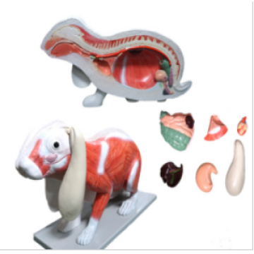 খরগোশের চিকিৎসা শারীরবৃত্তীয় মডেল