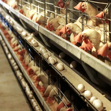Automatic Poultry Breeding Equipment for Egg Layer Chicken Farming in Congo