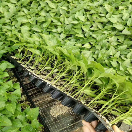 Bandeja de vivero de invernadero de plántulas de plástico