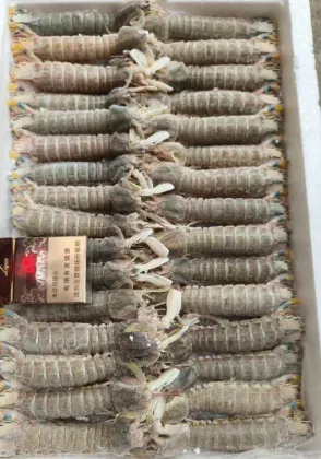 Frozen mantis shrimp