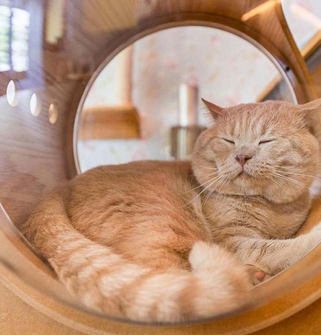 cat house