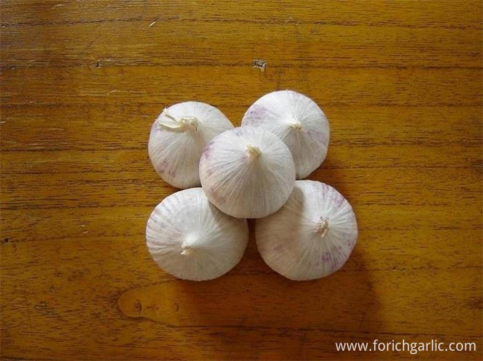 Solo Garlic