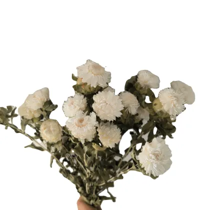 Daisy Party Decoration: Real Dry Flower Arrangements in White and Pink