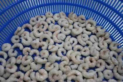 Frozen Cooked Red Shrimp Red Prawn Export