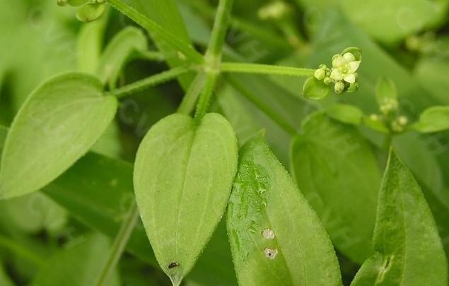 plant madder