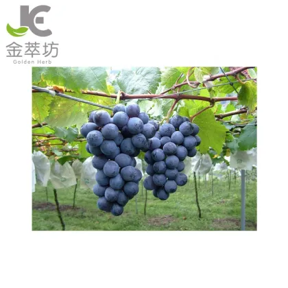 Grape fruit juice powder water soluble grape powder