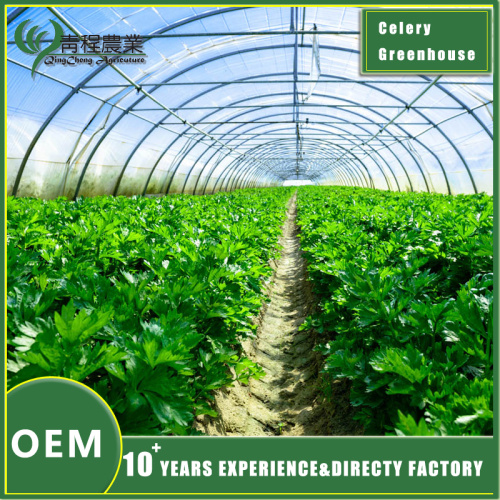 Устойлівае цяплічнае вытворчасць салеры