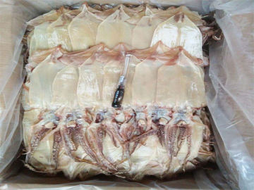 illex argentinus squid seafood