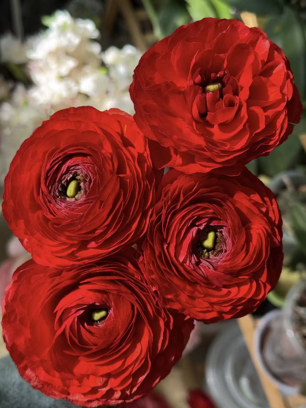 Fresh cut of red Ranunculus1