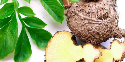 Food grade organic konjac extract 95% Konjac Glucomannan