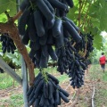 Uvas Roxas Jade Tianzhu