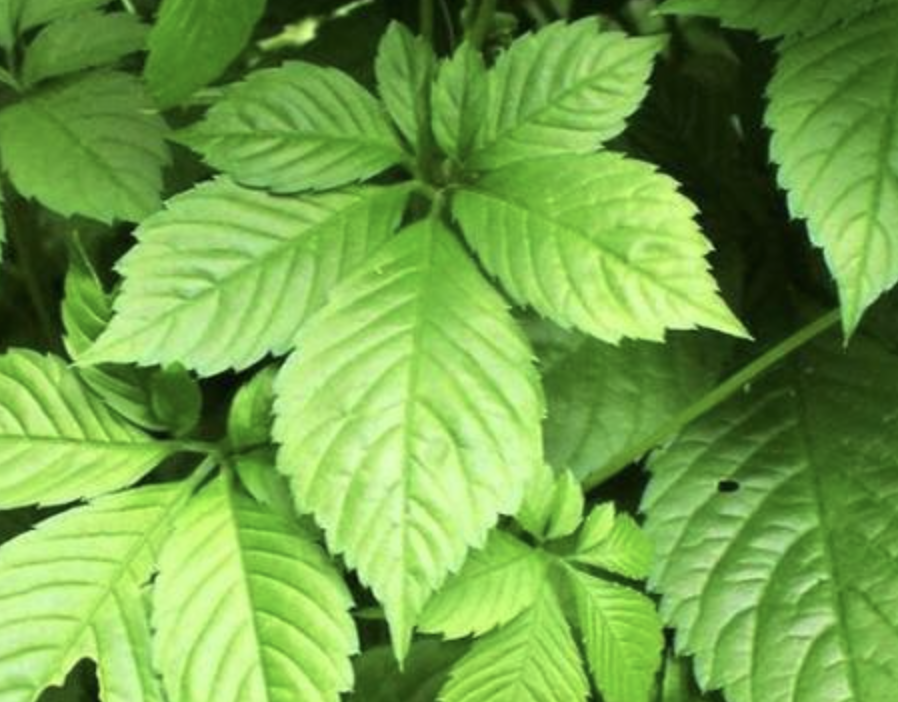 Gynostemma Pentaphyllum Extract