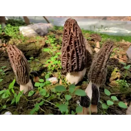 Morchella esculenta