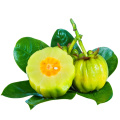 CAS 90045-23-1 60% HCA GARCINIA CAMBOGIA 파우더