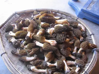 Morels Conica