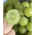 Premium Shine Muscat Grapes para sa Sariwang Pagkonsumo