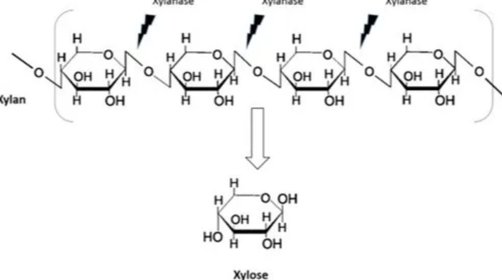 Xylanase for Plant Fiber Breakdown