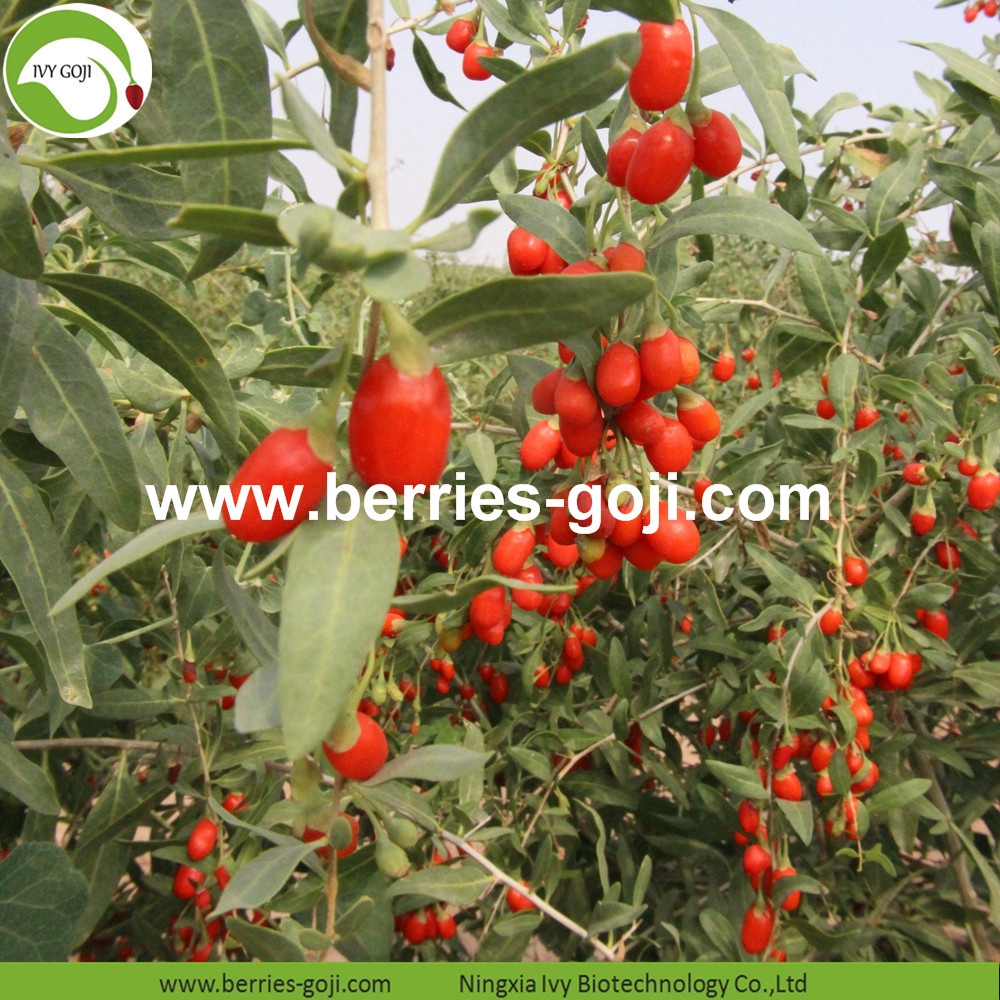 goji berry