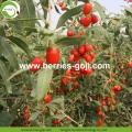 Factory Supply Fruit Nutrition afvallen Goji-bessen