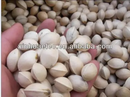 fresh hot sale Ginkgo Nut in shell