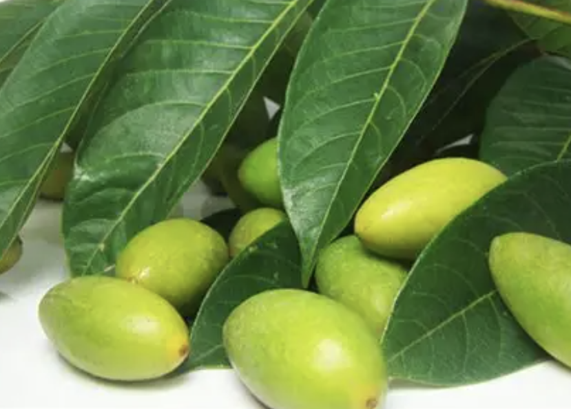 Olea Europaea Extract