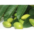 Extrato de azeitona para suplementos dietéticos