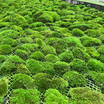 Wholesale Reindeer Moss Wall Art Panels for Home Decor
