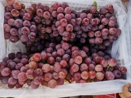 Red grapes from yunnan