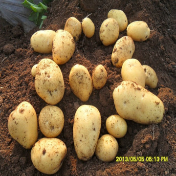 Top Quality Fresh Potato (New Crop)