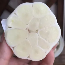 Fresh and nutritious White Garlic
