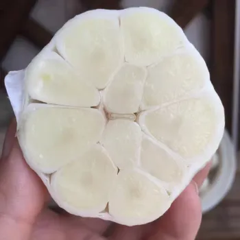 Fresh and nutritious White Garlic