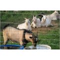 Field Livestock Wire Grassland Fence