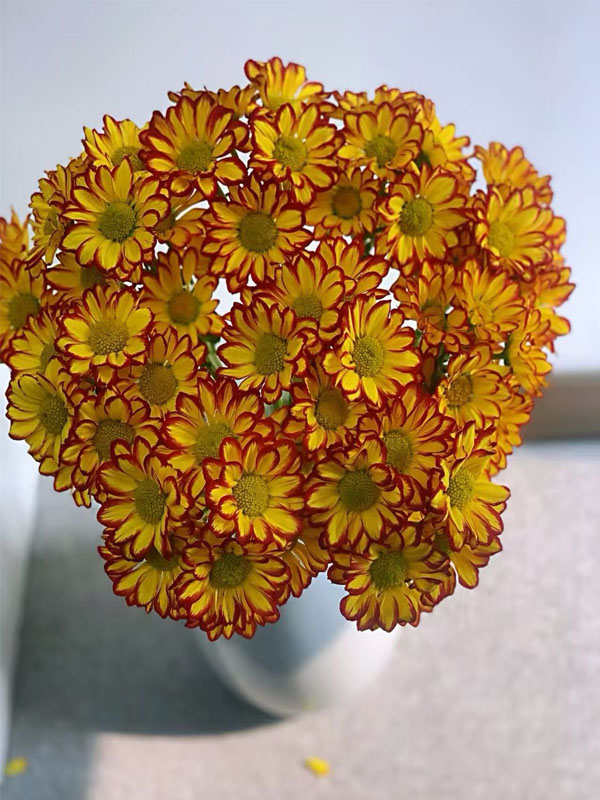 Roman Holiday chrysanthemum4