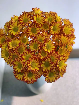Roman Holiday spray chrysanthemum