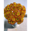 রোমান হলিডে স্প্রে chrysanthemum
