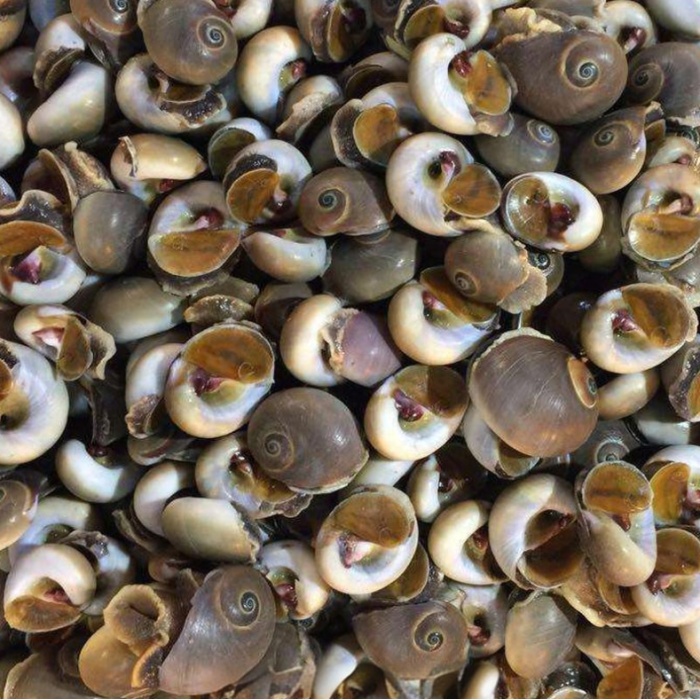 Gefrorene geschälte Mondschneckensuche